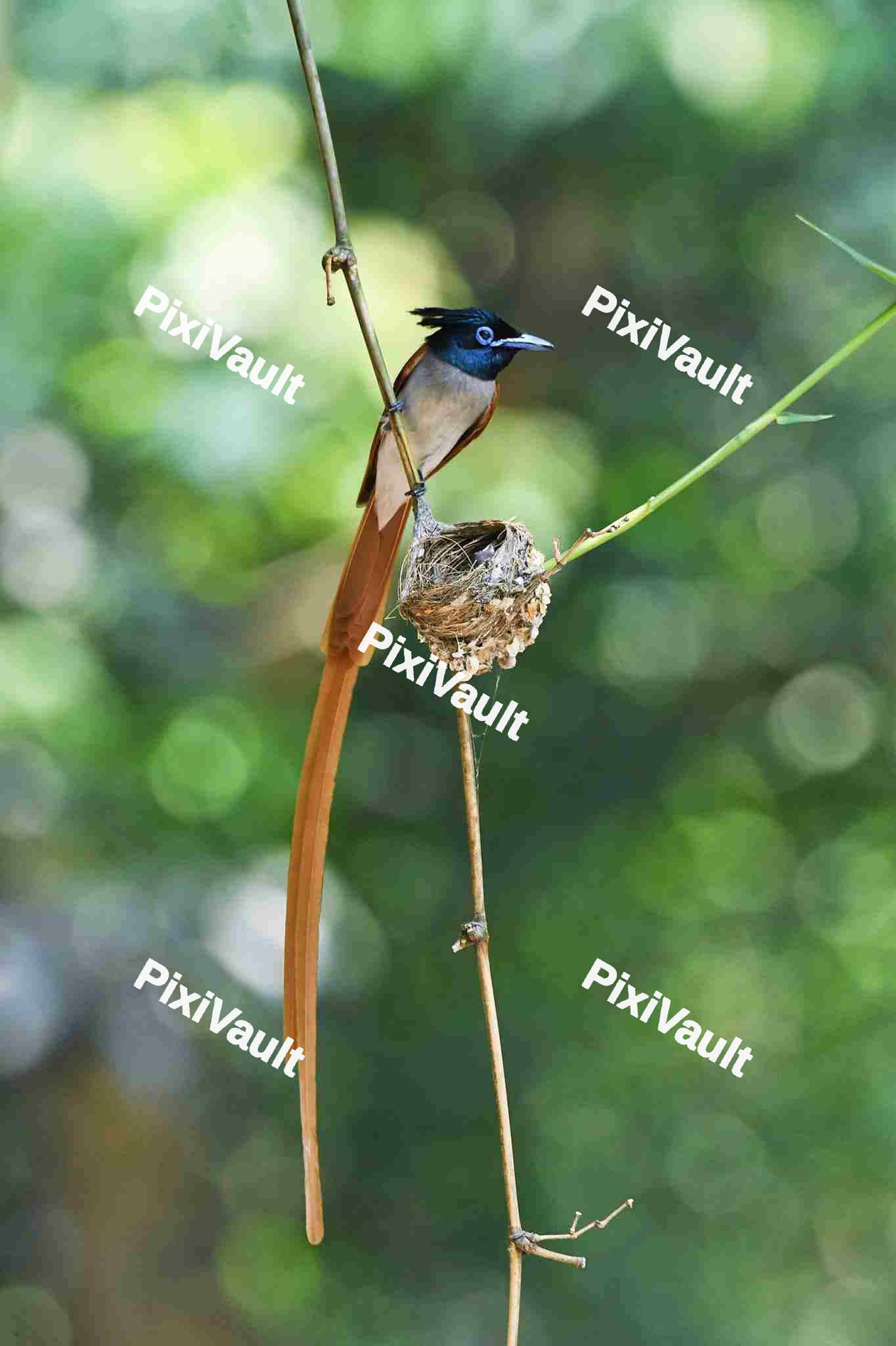 Indian paradise flycatcher